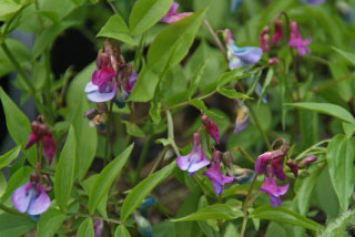 Lathyrus vernus Voorjaarslathyrus bestellen